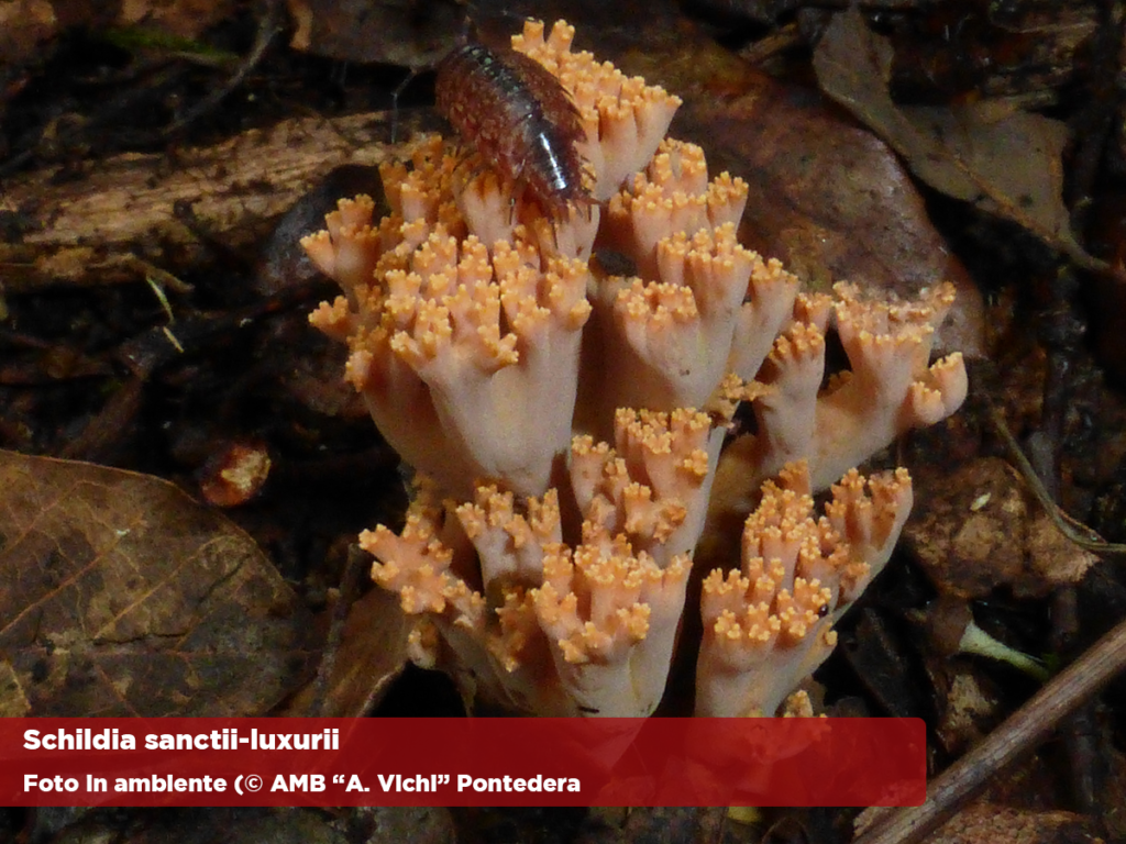 Schildia sancti-luxurii : nuovo fungo dalla Tenuta di San Rossore